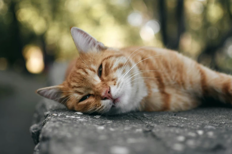 an orange and white cat laying on top of a cement wall, pexels contest winner, eyes closed, smooth chin, happily tired, a photo of a man