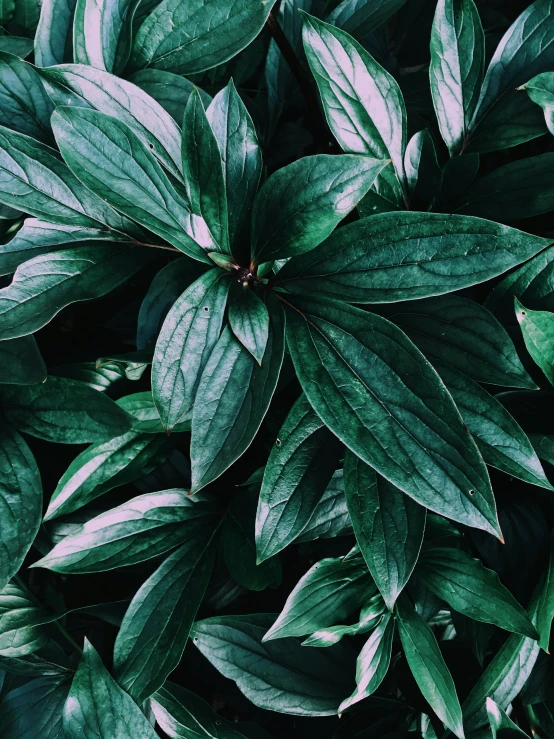 a close up of a plant with green leaves, inspired by Elsa Bleda, trending on pexels, made of flowers and leaves, background image, a high angle shot, instagram post