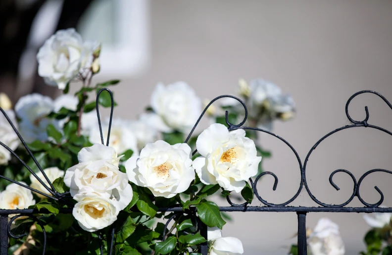 a bunch of flowers that are growing from a iron fence