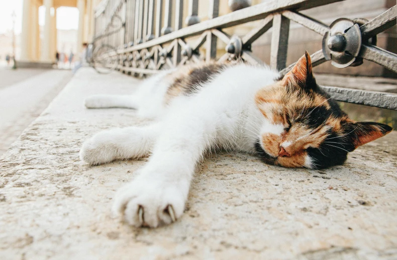a cat that is laying down on the ground, by Julia Pishtar, pexels contest winner, renaissance, squinting at high noon, calico, on a street, ellie victoria gale