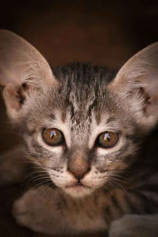 a close up of a cat looking at the camera, hatched pointed ears, shot with sony alpha, short neck, grey