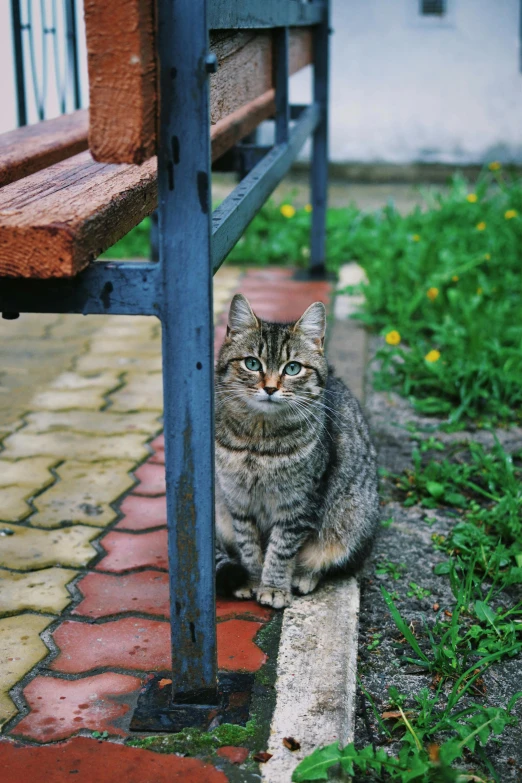 a cat sitting on the ground next to a bench, facing the camera, in a square, ilustration, color photo