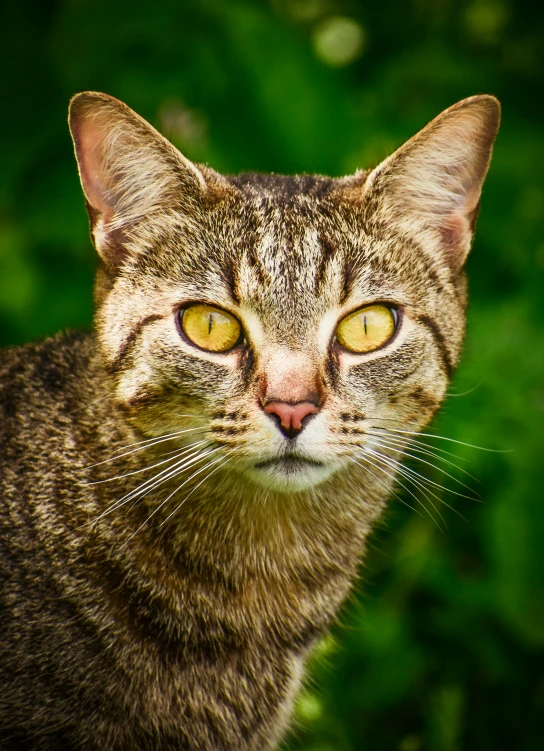 a close up of a cat with yellow eyes, by Julia Pishtar, pexels contest winner, armored cat, small upturned nose, today\'s featured photograph 4k, brown