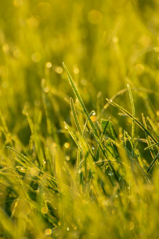 a close up of some grass with water droplets, by David Simpson, pexels, ray of golden sunlight, pastures, farming, yellow mist