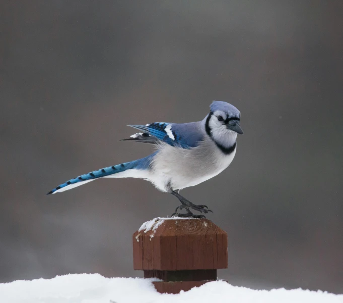 a blue jay sitting on top of a wooden post, by Jim Nelson, pexels contest winner, snowing outside, on a pedestal, gray, slide show