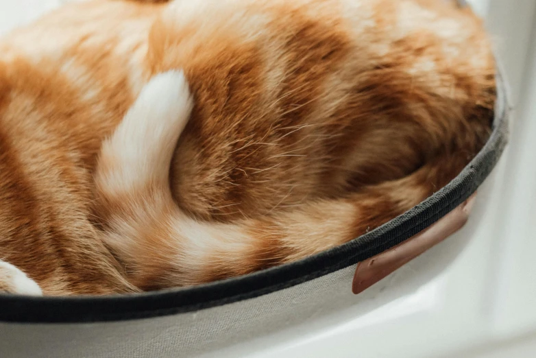 an orange and white cat curled up in a bowl, by Emma Andijewska, trending on pexels, happening, plush leather pads, closeup - view, 35 mm product photo”, rounded corners