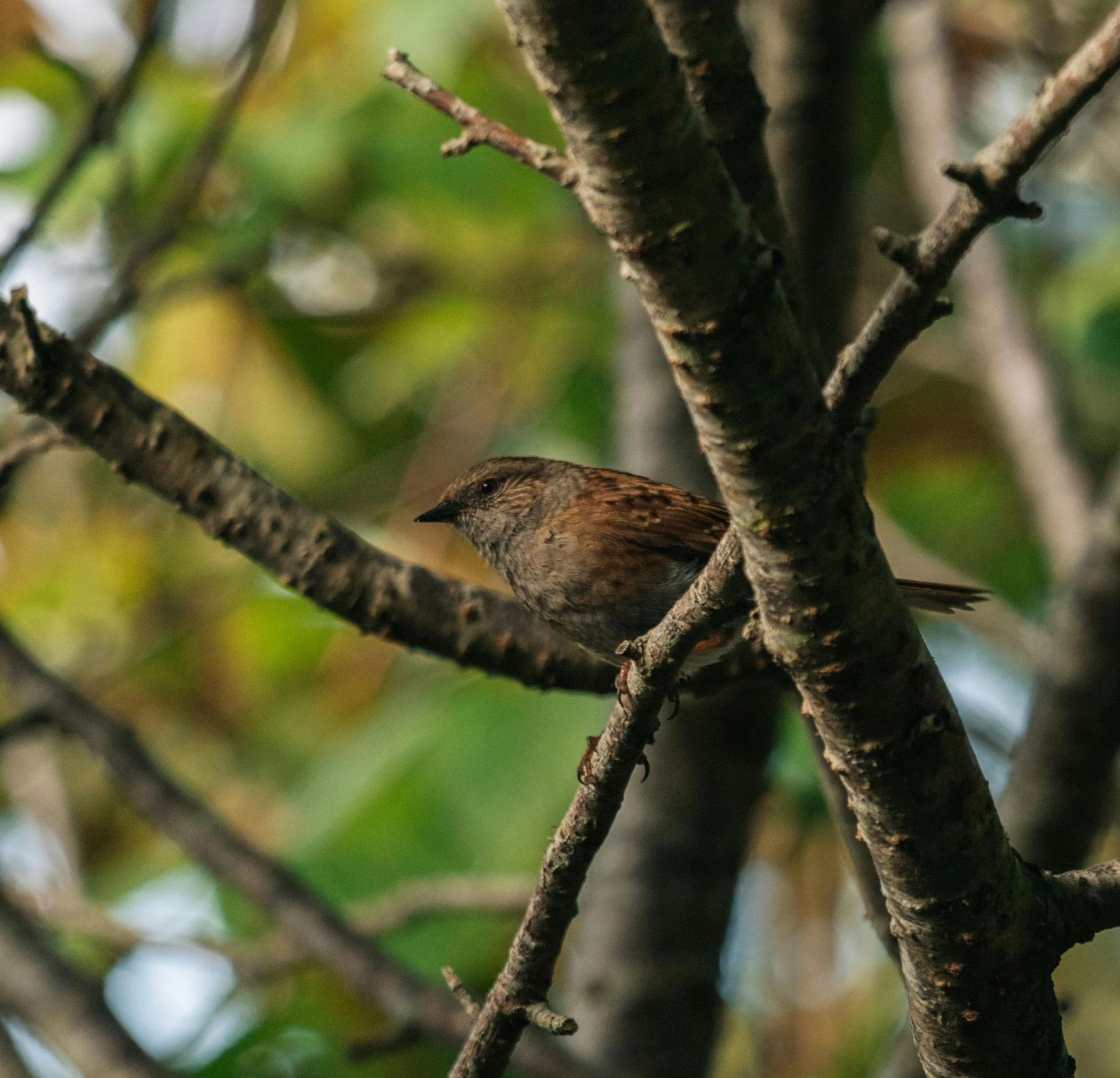 a small bird sitting on top of a tree branch, muted brown, shot with sony alpha 1 camera, high-quality photo, high-angle