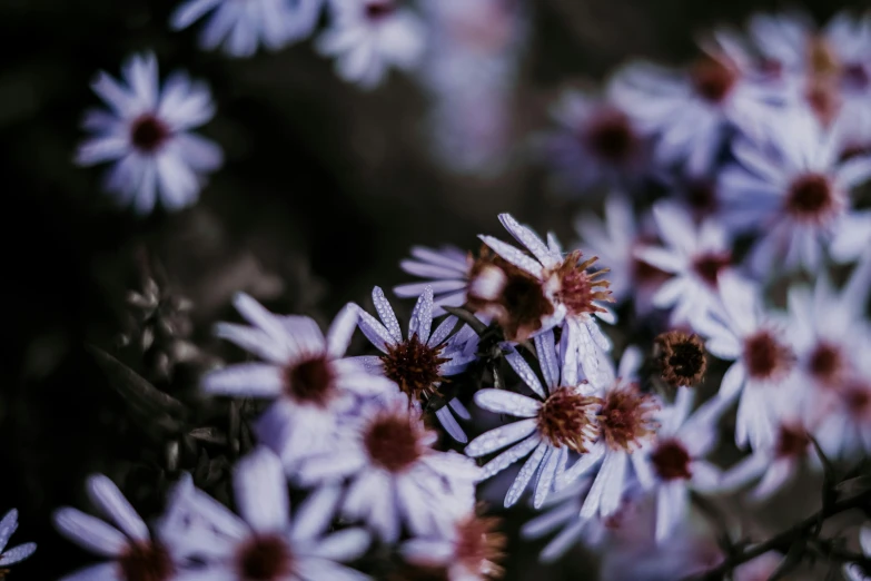 a close up of a bunch of purple flowers, a macro photograph, inspired by Elsa Bleda, trending on unsplash, brown, grey, ari aster, low quality photo