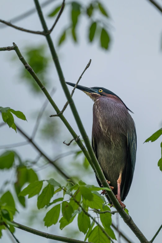 a bird sitting on top of a tree branch, posing for the camera