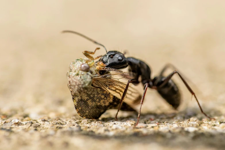 a close up of a insect with a bug in it's mouth, by Andries Stock, pexels contest winner, ant, malt, mixed animal, on the concrete ground