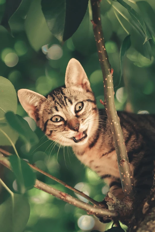 a cat that is sitting in a tree, happy with his mouth open, with narrow nose, whiskers hq