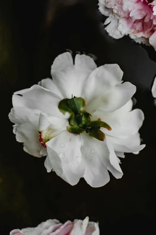 a bunch of pink and white flowers floating in a pond, a macro photograph, by Emanuel de Witte, unsplash, white on black, white flower crown, high view, battered