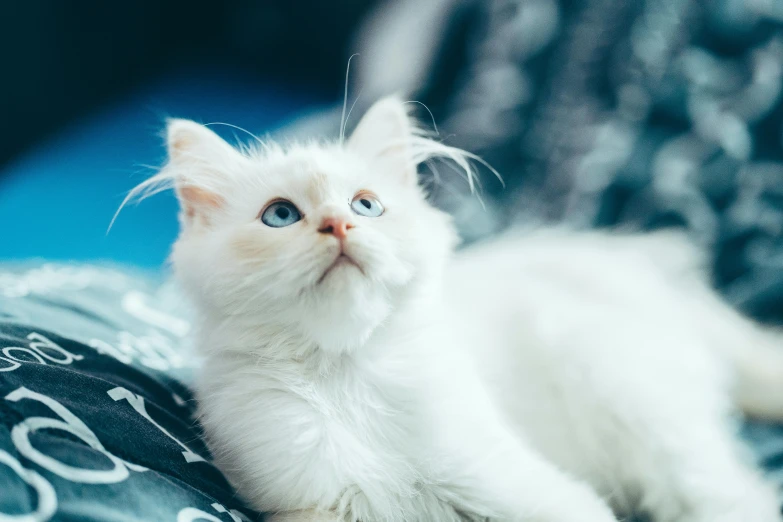 a white cat laying on top of a bed, trending on unsplash, renaissance, with blue fur and blue eyes, portrait of a kitten, an intricate, a blond