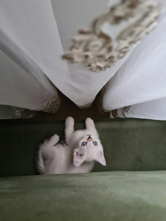 a white kitten laying on top of a green couch, an album cover, by Lucia Peka, trending on unsplash, arabesque, wearing a wedding dress, standing on two legs, surprised expression, view from below