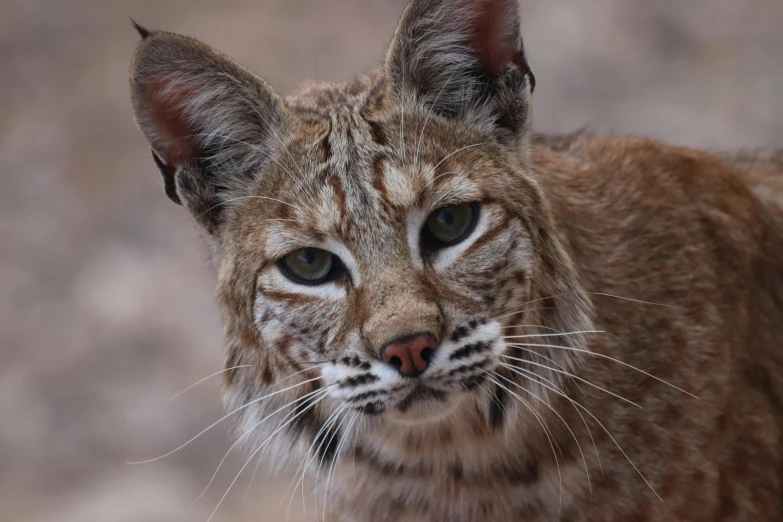 a close up of a cat looking at the camera, lynx, rafeal albuquerque, 8k resolution”, portrait”