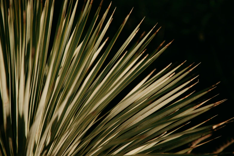 a close up of a leaf of a plant, by David Simpson, unsplash, cabbage trees, made of cactus spines, shades of gold display naturally, photo taken at night