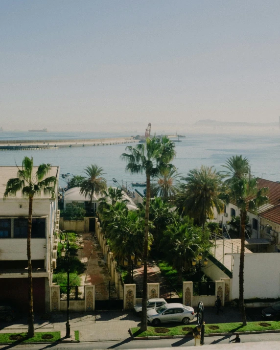 an overhead view of palm trees and a body of water