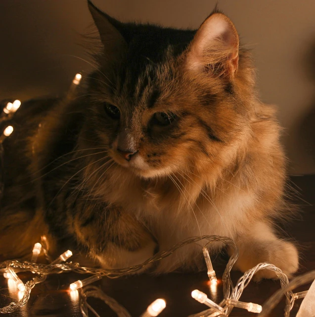 a cat laying on top of a table covered in christmas lights, pexels contest winner, on a gray background, fluffy'', shot on sony a 7, string lights