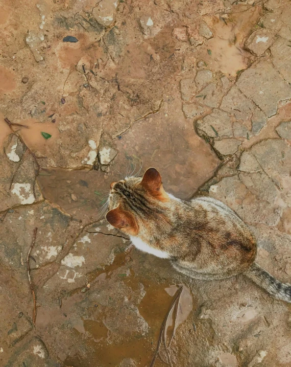 a cat that is laying down on the ground, an album cover, unsplash, conceptual art, brown mud, grotty, ignant, overhead view