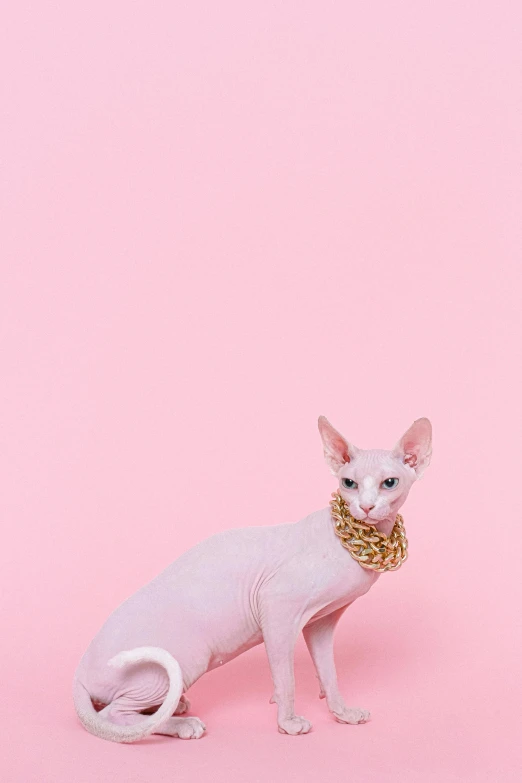 a white cat with a gold collar on a pink background, by Julia Pishtar, trending on pexels, aestheticism, sphinx cat, chainmail, scarf, with a white background