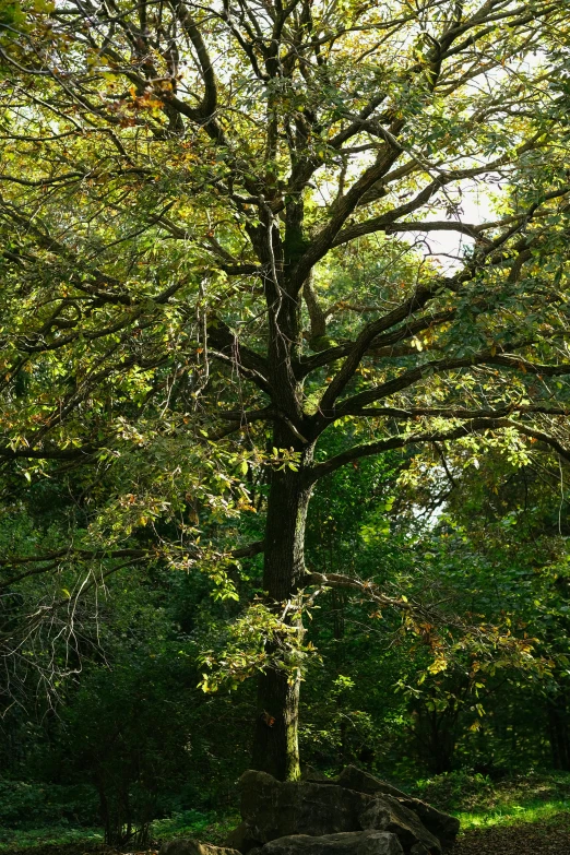 a bench under a tree in a park, inspired by Jane Nasmyth, unsplash, renaissance, as seen from the canopy, late summer evening, lothlorien, large tree