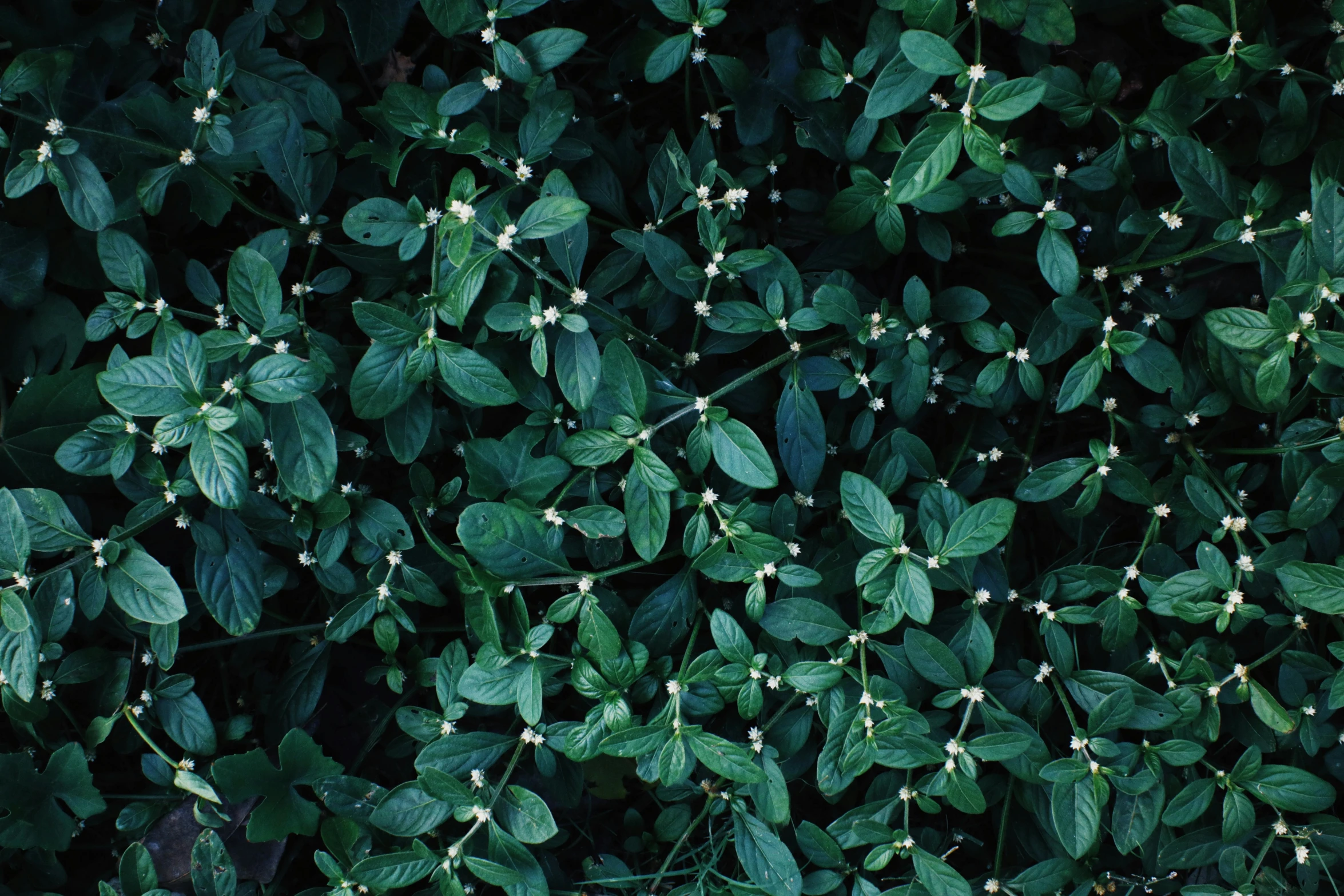 a close up of a plant with small white flowers, inspired by Elsa Bleda, unsplash, seen from straight above, verdant plant wall, honeysuckle, dark blue and green tones