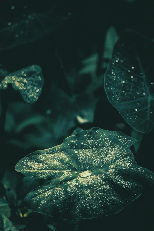 a close up of a leaf with water droplets on it, inspired by Elsa Bleda, trending on unsplash, tonalism, jungle vines and fireflies, covered in crystals and glitter, ( ( fantasy plants ) ), gold flaked flowers