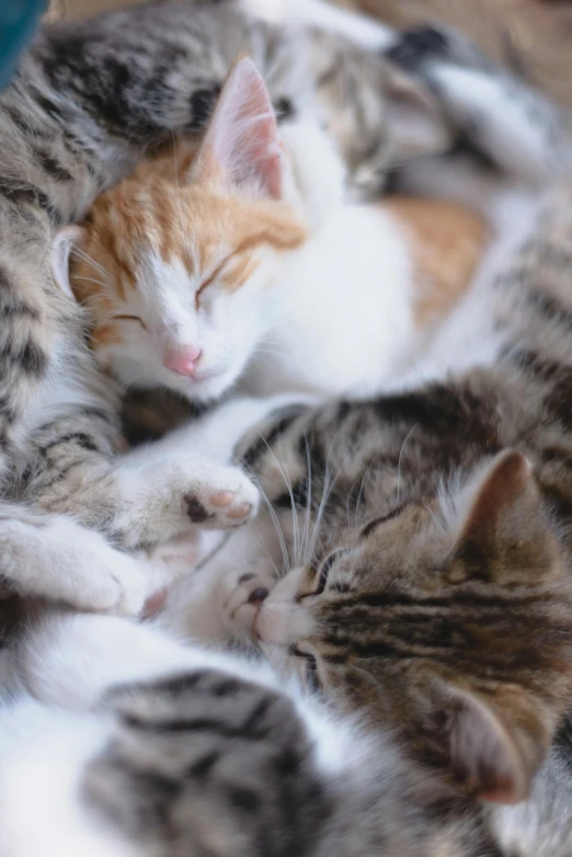 a couple of cats laying on top of each other, jen atkin, multiple stories, scientific photo, maternal