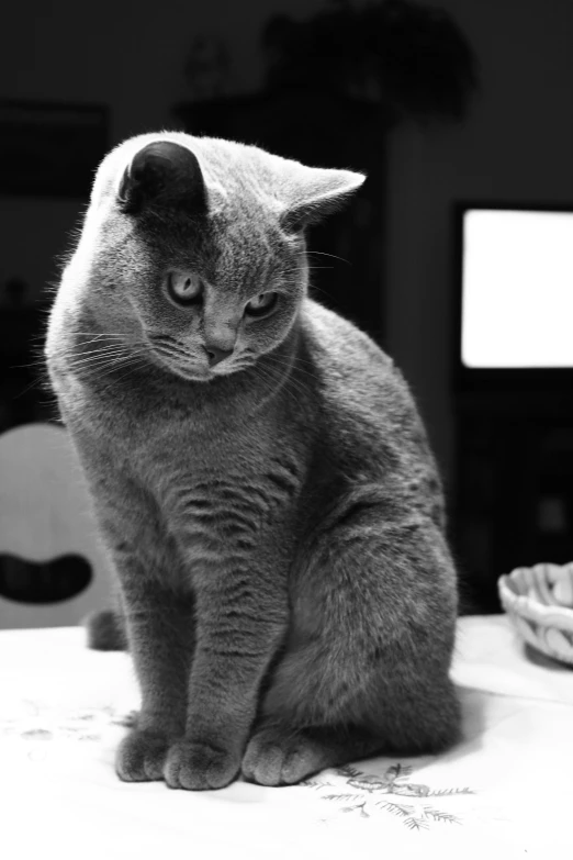 a black and white photo of a cat sitting on a table, flickr, happening, blue gray, ██full of expressions██, flat grey color, short face