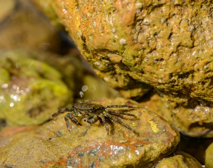 a crab that is sitting on some rocks, jumping spider, thumbnail, 8k 50mm iso 10, digital image