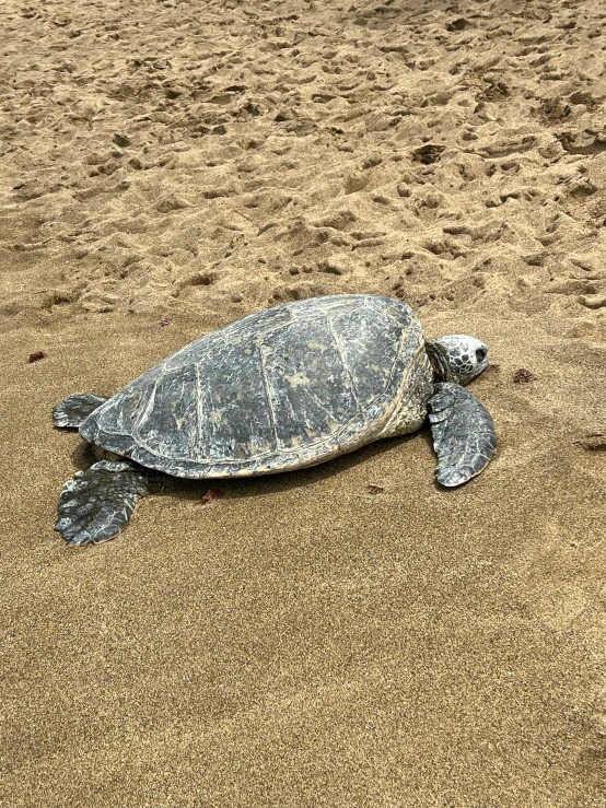 a turtle laying on top of a sandy beach, posing for a picture, profile image