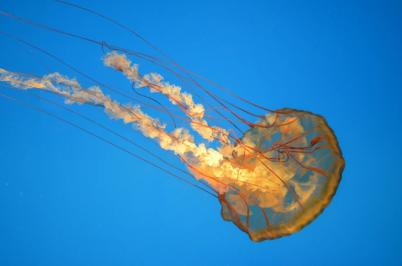 an orange jellyfish swimming under the blue sky