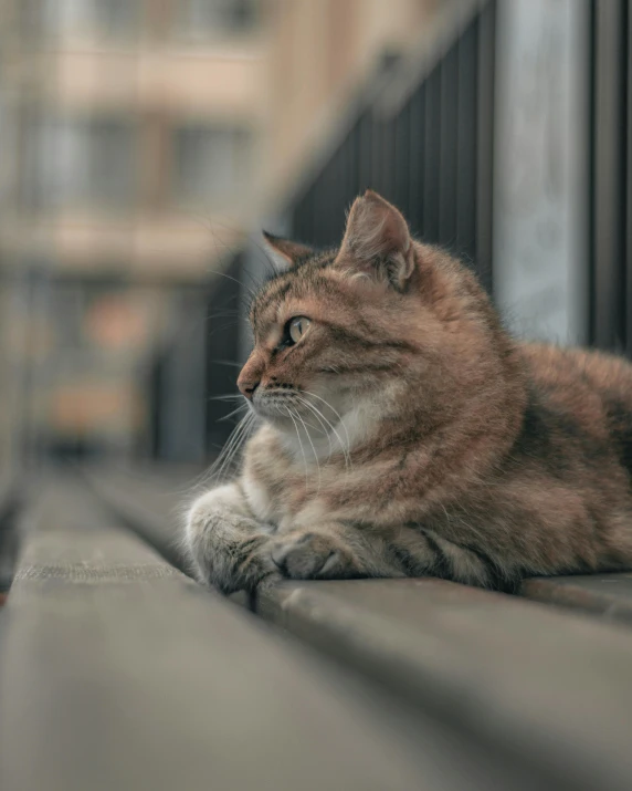 a cat that is laying down on a bench, looking off to the side, lgbtq, 2019 trending photo, gif