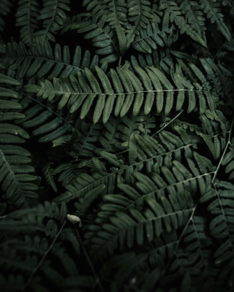 a close up of a plant with green leaves, dark aesthetics, multiple stories, profile image, ferns