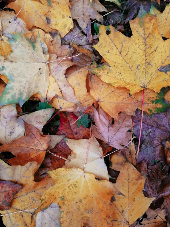 a bunch of leaves laying on the ground, pexels contest winner, taken on iphone 14 pro, earthy colors, video, rectangle