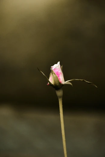 a small flower that is sitting on top of a table