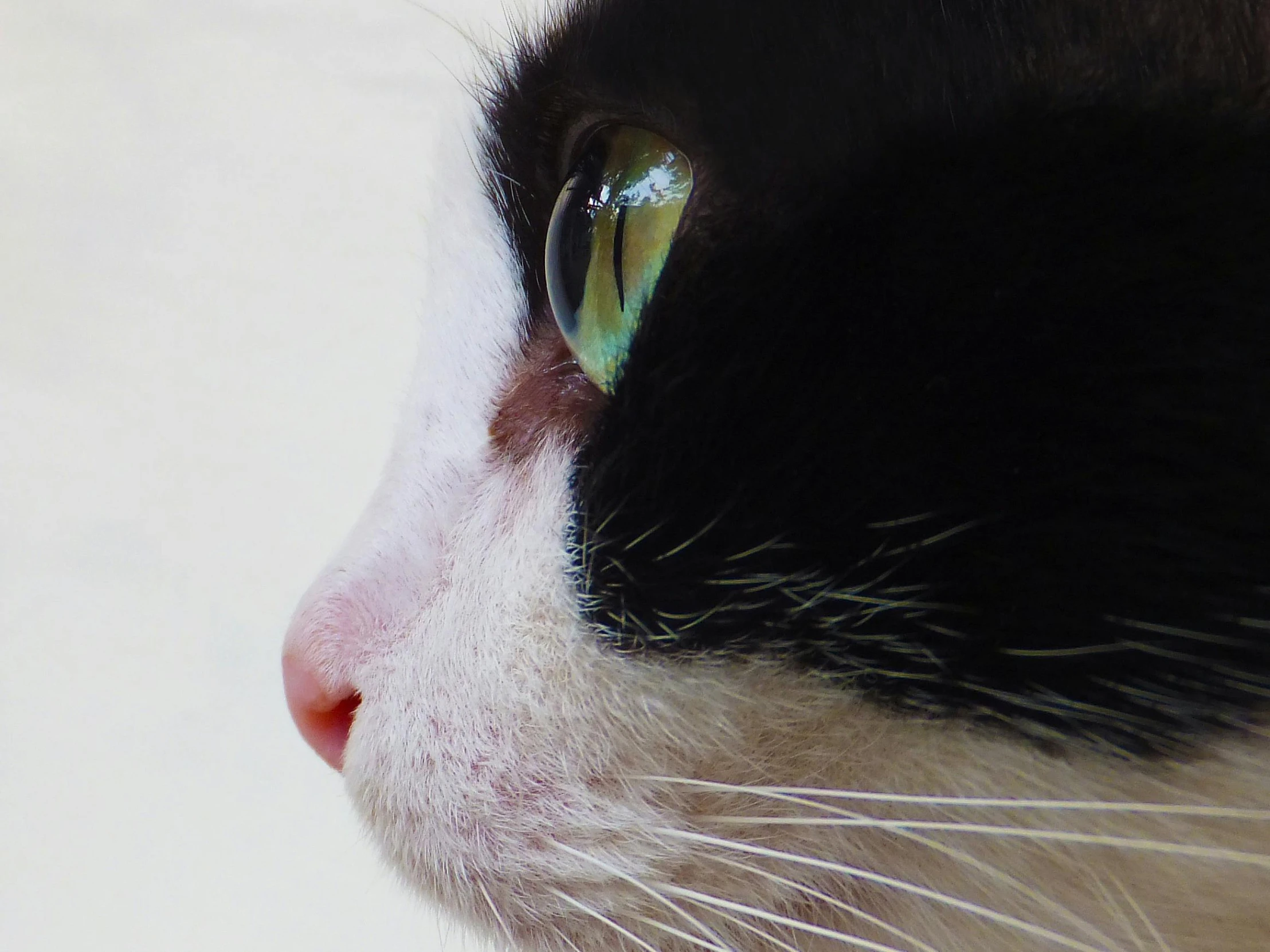 a close up of a black and white cat's face, unsplash, photorealism, in profile, high-resolution photo, square nose, long pointy pink nose