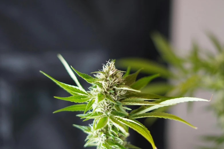 a close up of a plant on a table, cannabis - sativa - field, portrait n - 9, light lighting side view, neck zoomed in