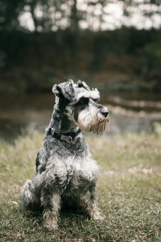 a dog that is sitting in the grass, grey beard, looking off into the distance, no cropping, instagram post