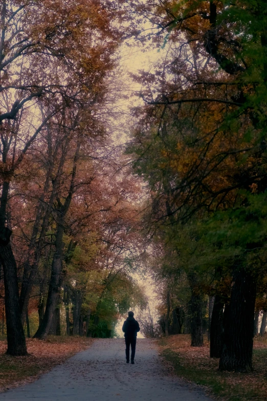 a person walking down a tree lined road, tehran, somber colors, muted fall colors, hooded figure