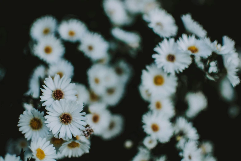 a close up of a bunch of white flowers, inspired by Elsa Bleda, trending on unsplash, background image, spooky photo, chamomile, 15081959 21121991 01012000 4k