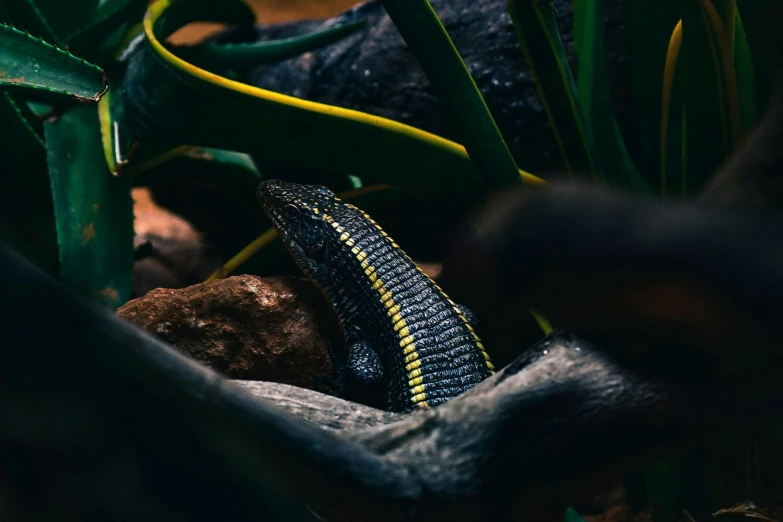 a lizard that is laying down in the grass, an album cover, by Adam Marczyński, unsplash contest winner, beautiful black blue yellow, indoor, australian, ethereal eel