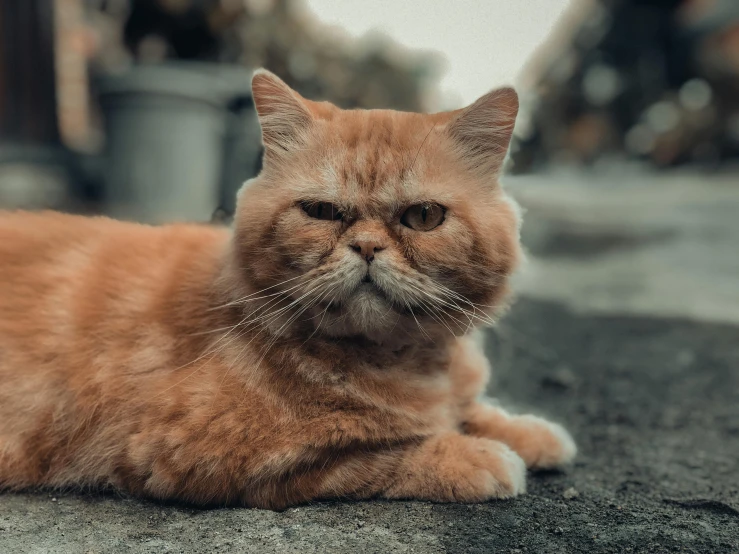 a cat that is laying down on the ground, pexels contest winner, portrait of garfield, grumpy [ old ], gif, instagram post