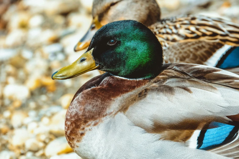 a couple of ducks standing next to each other, trending on pexels, green head, full frame image, 90s photo, resting