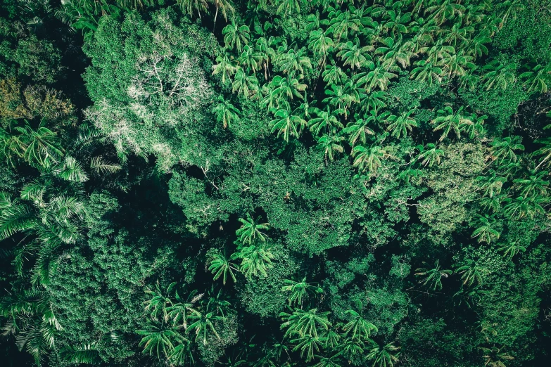 an aerial view of a lush green forest, a screenshot, by Daniel Lieske, unsplash, hurufiyya, tropical foliage, ((trees)), drone photograpghy, canopy