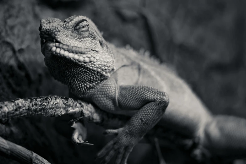 a lizard sitting on top of a tree branch, a black and white photo, by Adam Marczyński, pexels contest winner, photorealism, iguana, chilling, scaly skin, grey