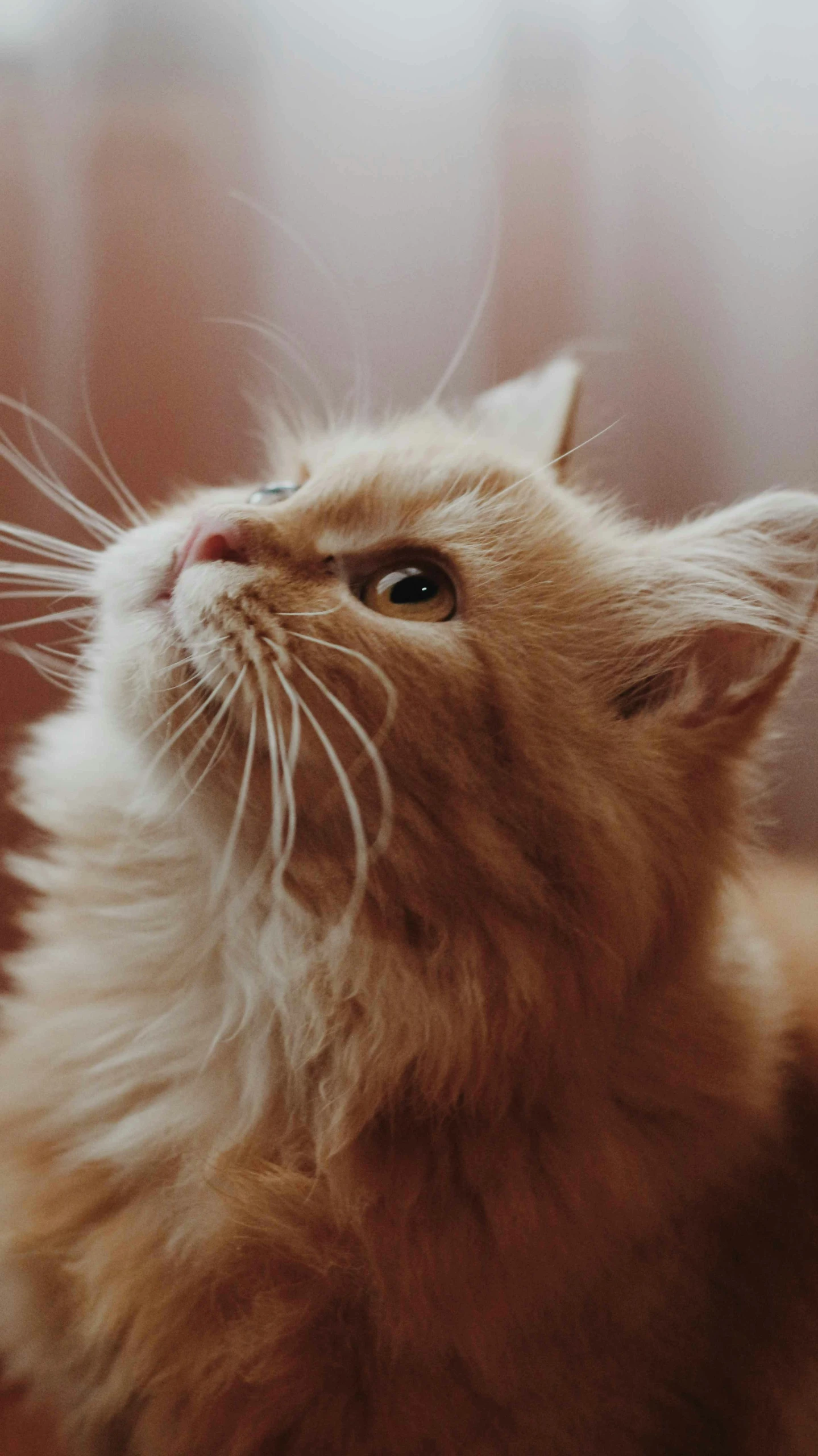 a cat sitting on top of a wooden floor next to a window, pexels, furry art, thumbnail, head looking up, orange fluffy belly, closeup photograph