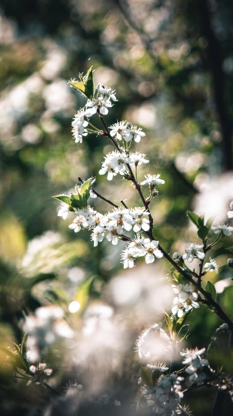 a close up of a tree with white flowers, inspired by Elsa Bleda, unsplash, paul barson, cherries, mint, ben watts