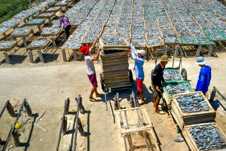 a group of people standing around a pile of fish, overhead sun, working, instagram photo, hoang lap