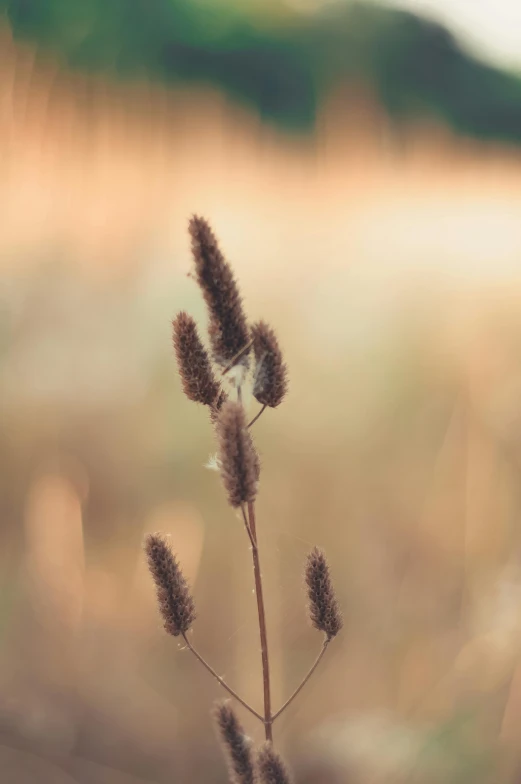 a close up of a plant with a blurry background, a macro photograph, by Sven Erixson, unsplash, tonalism, golden grasslands, brown, soft light - n 9, meadow background